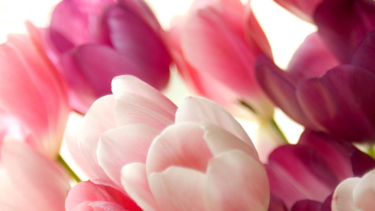 Wallpaper tulips, flowers, close-up, buds