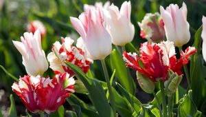 Preview wallpaper tulips, flowers, colorful, green, sunny