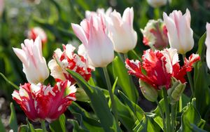 Preview wallpaper tulips, flowers, colorful, green, sunny