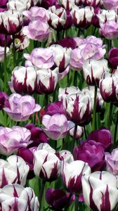 Preview wallpaper tulips, flowers, colorful, flowerbed, green