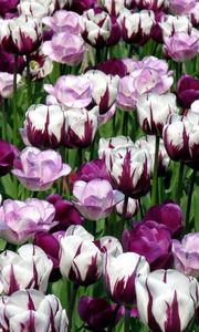 Preview wallpaper tulips, flowers, colorful, flowerbed, green