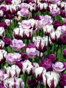 Preview wallpaper tulips, flowers, colorful, flowerbed, green