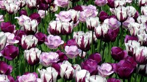 Preview wallpaper tulips, flowers, colorful, flowerbed, green