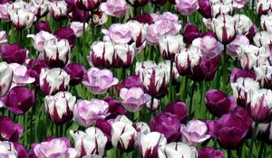 Preview wallpaper tulips, flowers, colorful, flowerbed, green