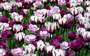 Preview wallpaper tulips, flowers, colorful, flowerbed, green