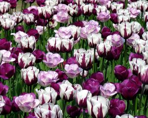 Preview wallpaper tulips, flowers, colorful, flowerbed, green