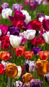 Preview wallpaper tulips, flowers, colorful, different, sunny