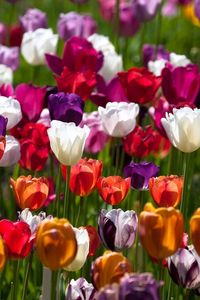 Preview wallpaper tulips, flowers, colorful, different, sunny