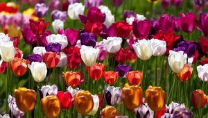 Preview wallpaper tulips, flowers, colorful, different, sunny