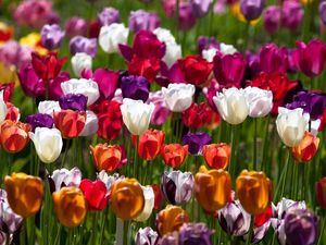 Preview wallpaper tulips, flowers, colorful, different, sunny