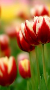 Preview wallpaper tulips, flowers, colorful, flowerbed, close-up