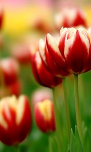 Preview wallpaper tulips, flowers, colorful, flowerbed, close-up