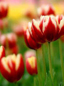 Preview wallpaper tulips, flowers, colorful, flowerbed, close-up