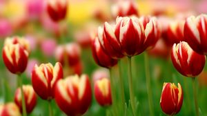 Preview wallpaper tulips, flowers, colorful, flowerbed, close-up