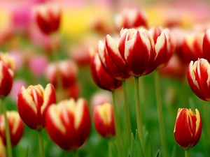 Preview wallpaper tulips, flowers, colorful, flowerbed, close-up