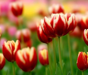 Preview wallpaper tulips, flowers, colorful, flowerbed, close-up