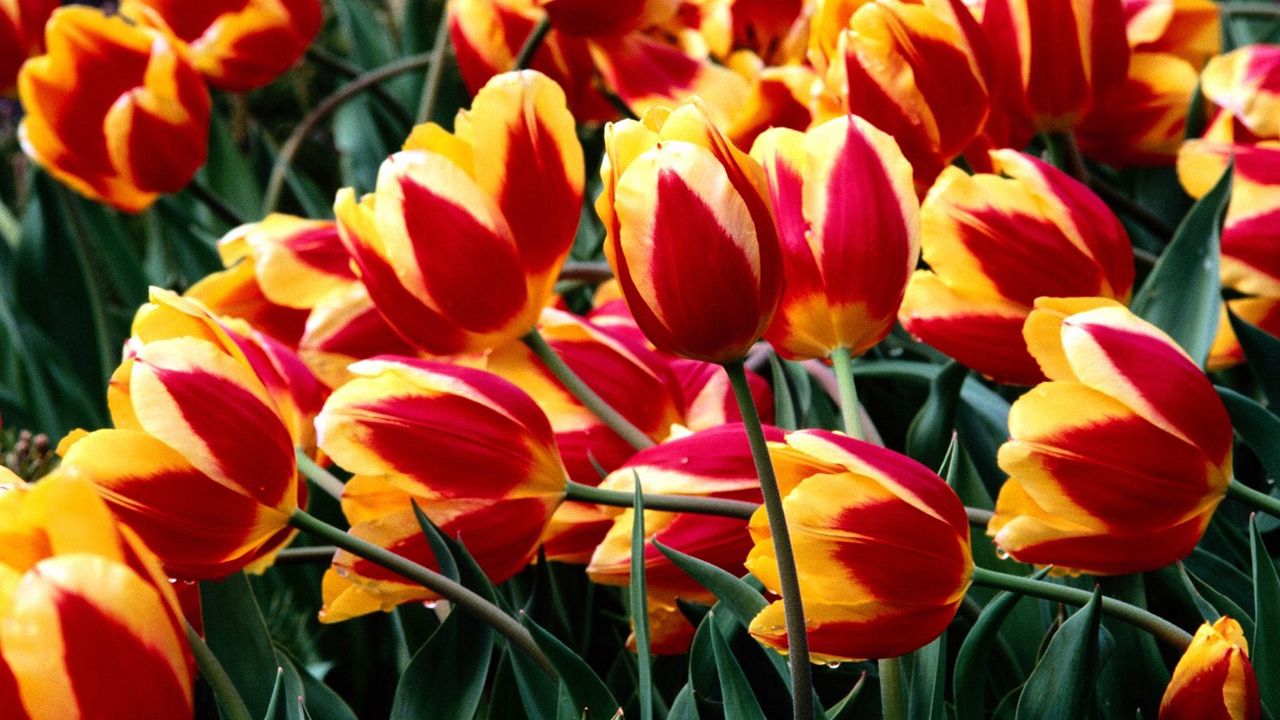 Wallpaper tulips, flowers, colorful, drop, freshness, greenery, flowerbed