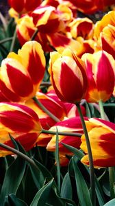 Preview wallpaper tulips, flowers, colorful, drop, freshness, greenery, flowerbed