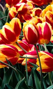 Preview wallpaper tulips, flowers, colorful, drop, freshness, greenery, flowerbed