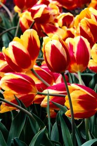 Preview wallpaper tulips, flowers, colorful, drop, freshness, greenery, flowerbed