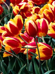 Preview wallpaper tulips, flowers, colorful, drop, freshness, greenery, flowerbed