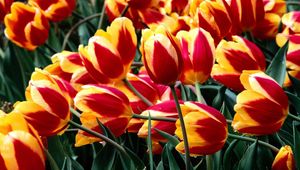 Preview wallpaper tulips, flowers, colorful, drop, freshness, greenery, flowerbed