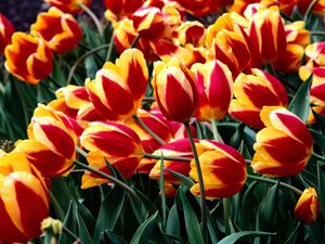 Preview wallpaper tulips, flowers, colorful, drop, freshness, greenery, flowerbed