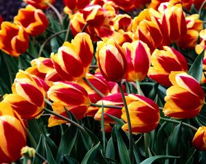 Preview wallpaper tulips, flowers, colorful, drop, freshness, greenery, flowerbed