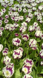 Preview wallpaper tulips, flowers, colorful, loose, flowerbed, lawn, park