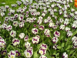 Preview wallpaper tulips, flowers, colorful, loose, flowerbed, lawn, park