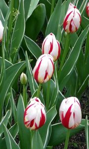 Preview wallpaper tulips, flowers, colorful, bright, flowerbed, spring