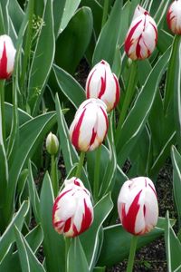 Preview wallpaper tulips, flowers, colorful, bright, flowerbed, spring