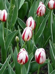 Preview wallpaper tulips, flowers, colorful, bright, flowerbed, spring