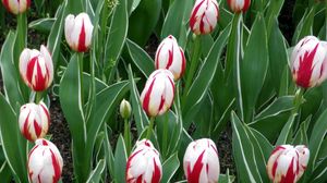 Preview wallpaper tulips, flowers, colorful, bright, flowerbed, spring