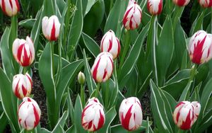 Preview wallpaper tulips, flowers, colorful, bright, flowerbed, spring