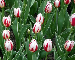 Preview wallpaper tulips, flowers, colorful, bright, flowerbed, spring