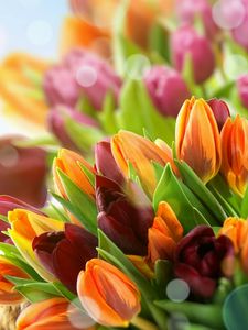 Preview wallpaper tulips, flowers, colorful, close-up