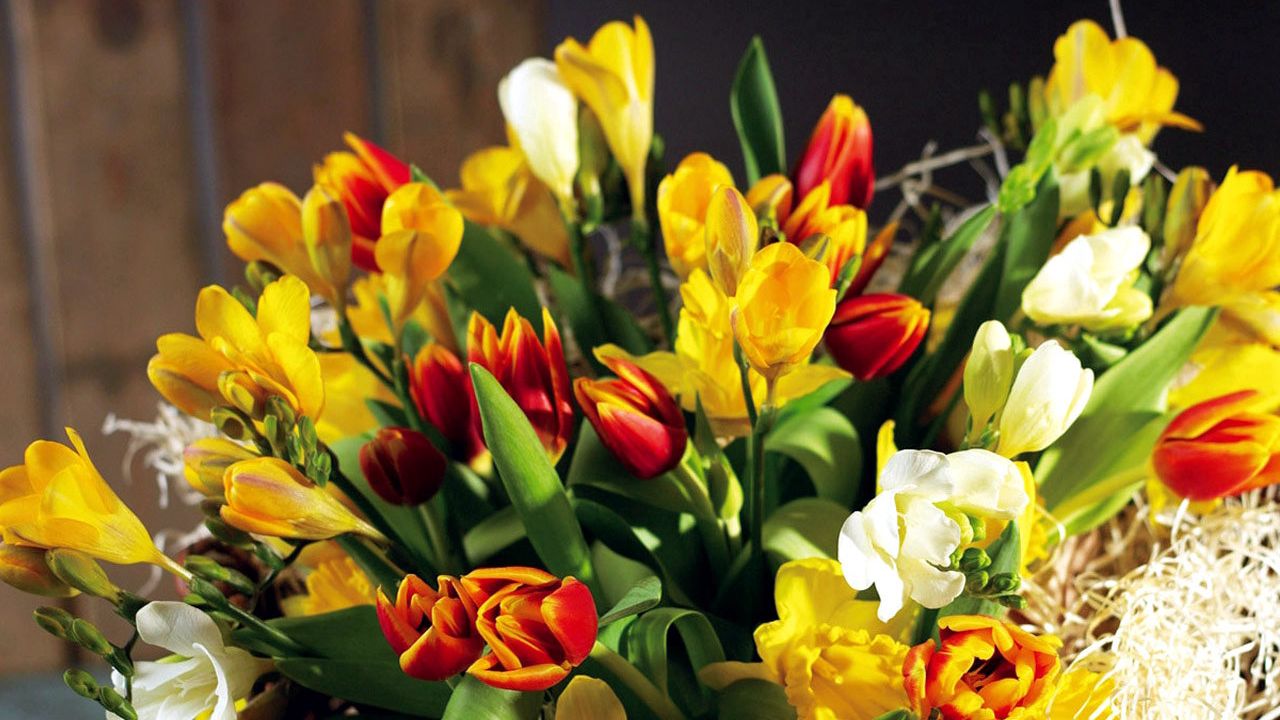 Wallpaper tulips, flowers, daffodils, flower, spring, chic, shopping