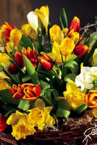 Preview wallpaper tulips, flowers, daffodils, flower, spring, chic, shopping