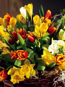 Preview wallpaper tulips, flowers, daffodils, flower, spring, chic, shopping