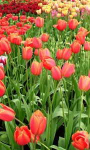 Preview wallpaper tulips, flowers, different, many, flowerbed, spring