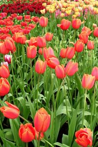 Preview wallpaper tulips, flowers, different, many, flowerbed, spring