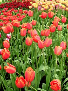 Preview wallpaper tulips, flowers, different, many, flowerbed, spring