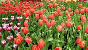 Preview wallpaper tulips, flowers, different, many, flowerbed, spring