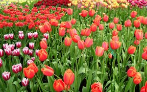 Preview wallpaper tulips, flowers, different, many, flowerbed, spring