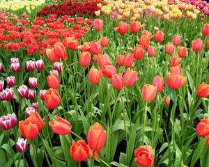 Preview wallpaper tulips, flowers, different, many, flowerbed, spring