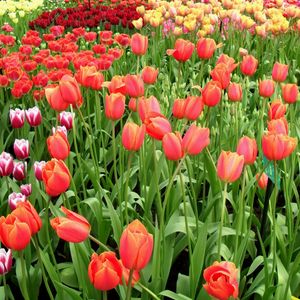 Preview wallpaper tulips, flowers, different, many, flowerbed, spring