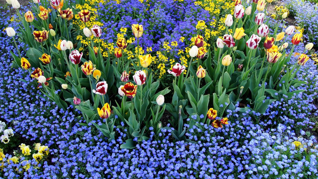 Wallpaper tulips, flowers, different, small, flowerbed, pattern
