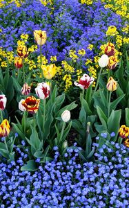Preview wallpaper tulips, flowers, different, small, flowerbed, pattern
