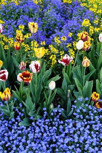 Preview wallpaper tulips, flowers, different, small, flowerbed, pattern